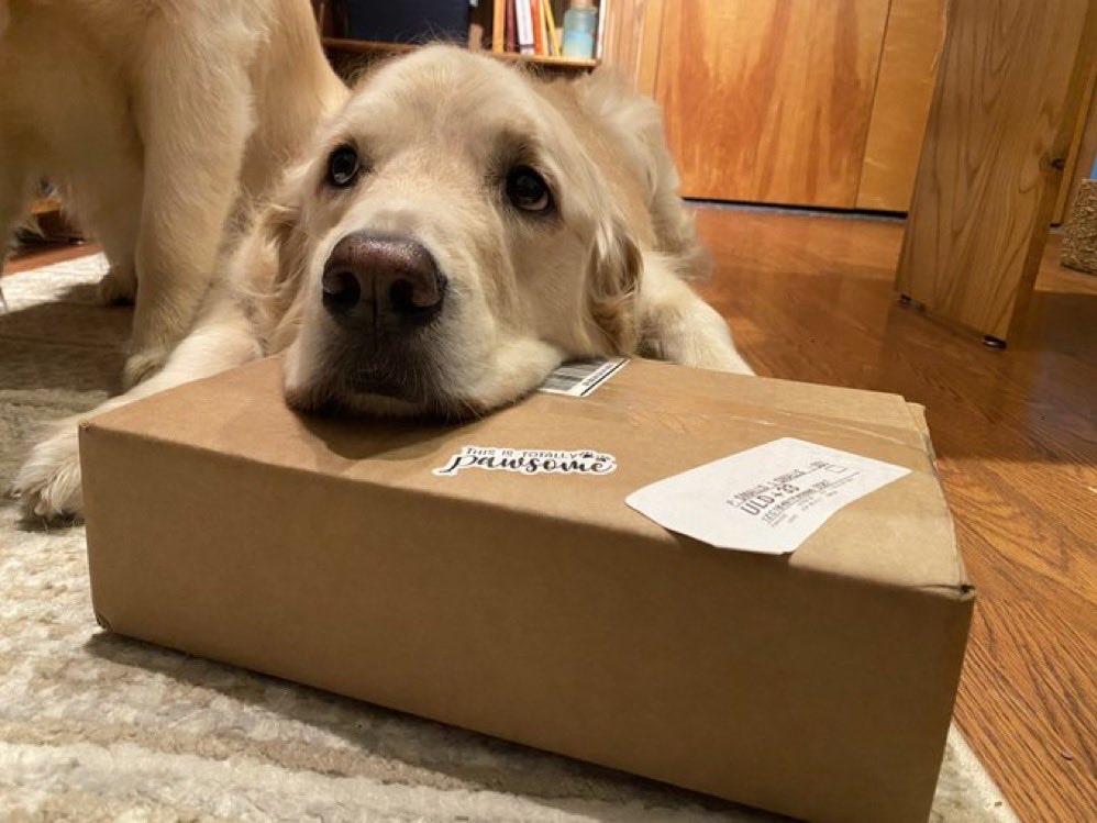 Bark_Beyond's tweet image. Shop like Walter 🐾
…because someone is very serious about keeping the treat deliveries coming 📦💛
Every order helps keep us going — and keeps pups like Walter happy!

barkandbeyondsupply.com

#dogsofx #SaturdayShoutout #shopsmall 
@WalterTheGolden #dogsoftwitter