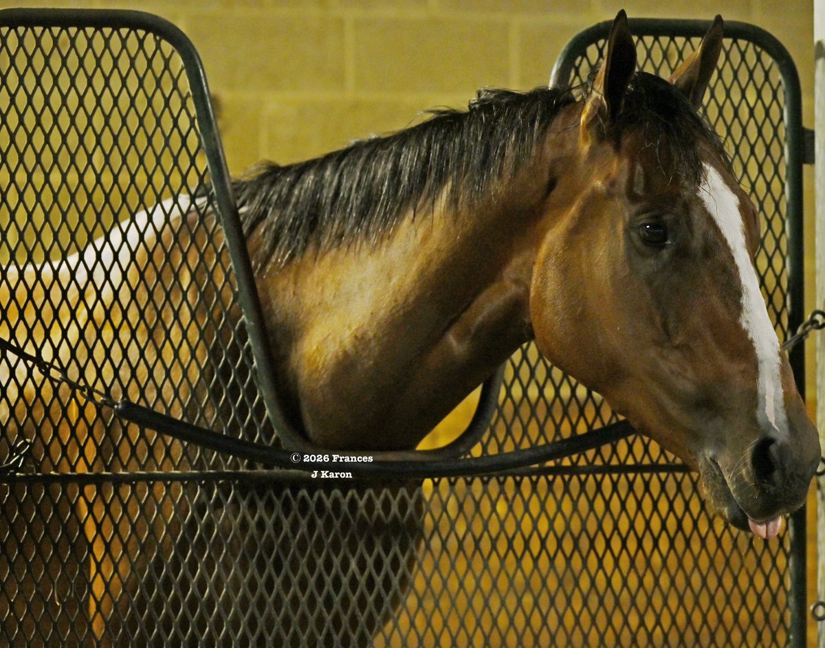 francesjkaron's tweet photo. The one thing that could get me out to Keeneland early this morning, before she got on the van to Churchill. See you at the circus in Louisville, Percy. https://t.co/SNA94unTIj