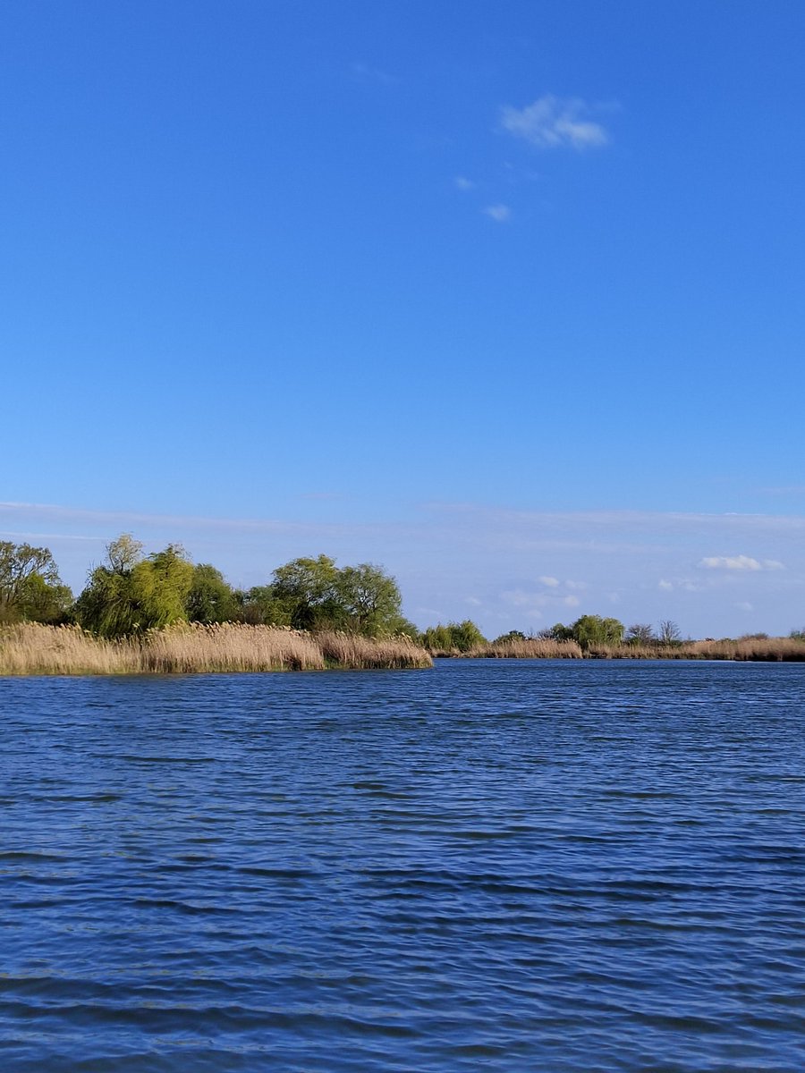 Капибарин tweet media