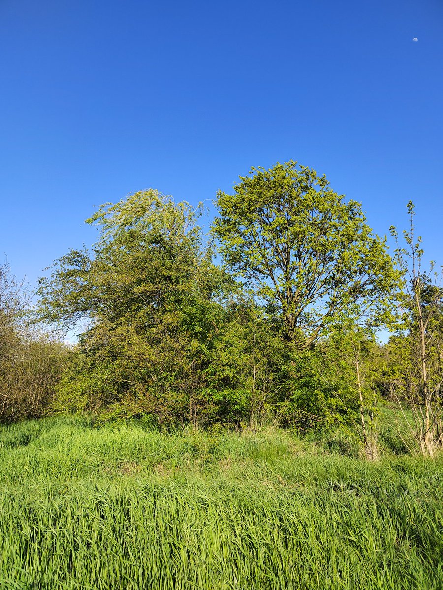 Капибарин tweet media