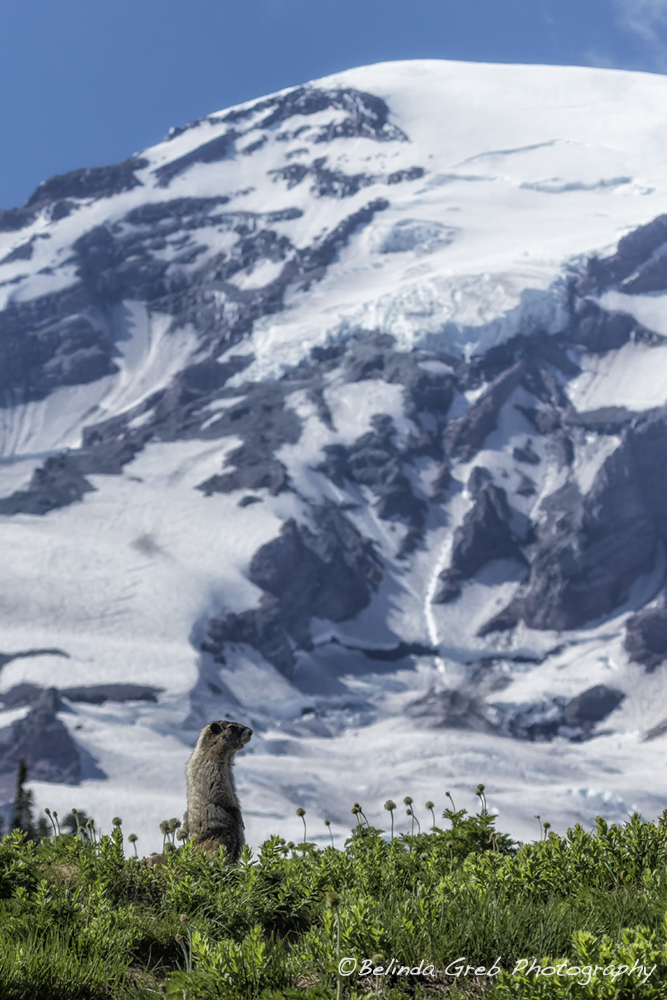 Belinda Greb tweet media