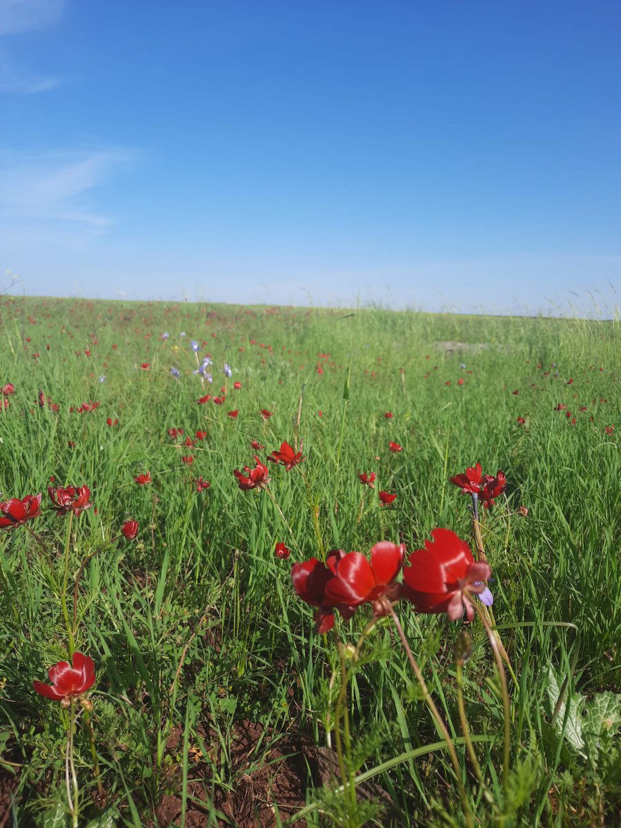 preciouswithfaz's tweet photo. Harran Ovası'nın bağrından https://t.co/Rbi2JR5bZw