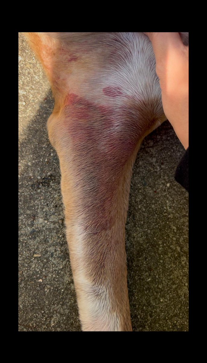 <a href="/amazon/">Amazon</a> <a href="/JeffBezos/">Jeff Bezos</a> 

YOUR DRIVER caused this. Sadie didn't deserve it, and her family should not be left covering the cost of life-saving treatment. 

Do the right thing and #SaveSadie