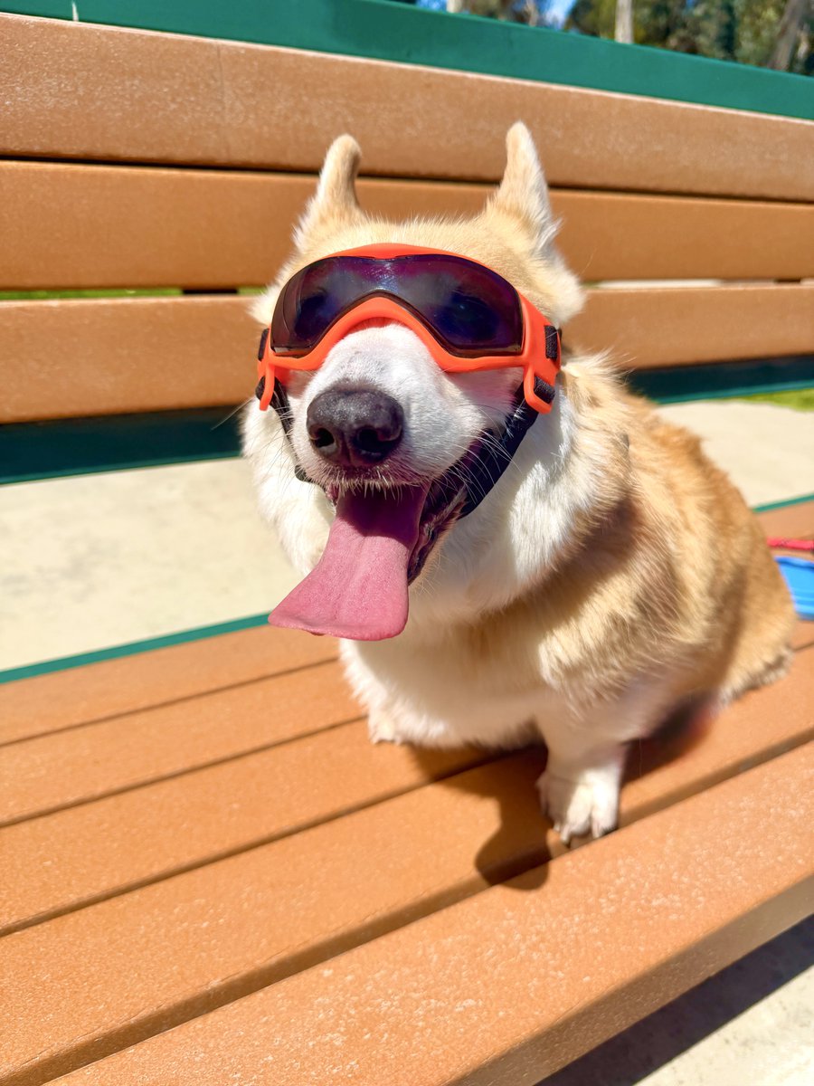 LiloTheCorgi's tweet image. Going to try to have some adventures this weekend so sun goggles on! Whether you’re out exploring or just resting your heart, I hope it’s exactly what you need. Enjoy your weekend furriends, love you ❤️ #corgi #corgicrew