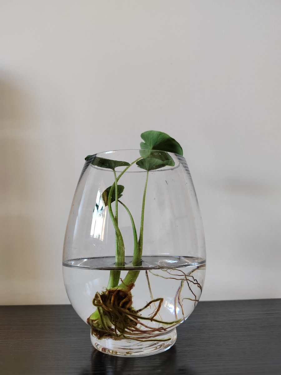 Ivan Helguera tweet media