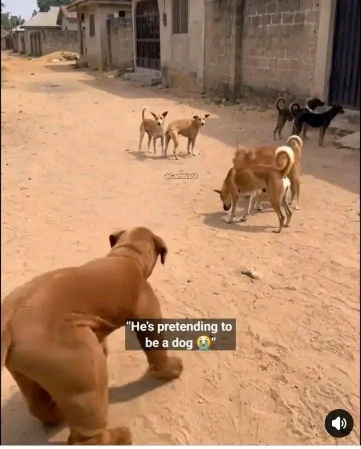 TAOFEEQ ADEDAMOLA tweet media