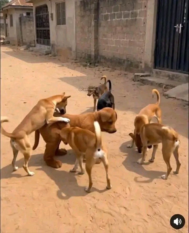 TAOFEEQ ADEDAMOLA tweet media