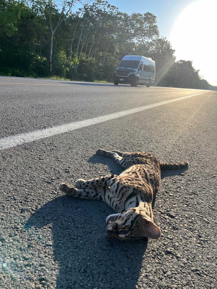 Guillermo DChristy 🇲🇽🇺🇦 🇮🇷 🇬🇧 tweet media