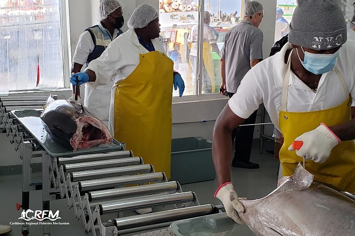 caribbeannewsuk's tweet image. #BELIZE: The Caribbean Fisheries Forum, comprised of 17 heads of fisheries authorities across CARICOM, is convening its 24th Regular Meeting this week in the capital, Belize City.