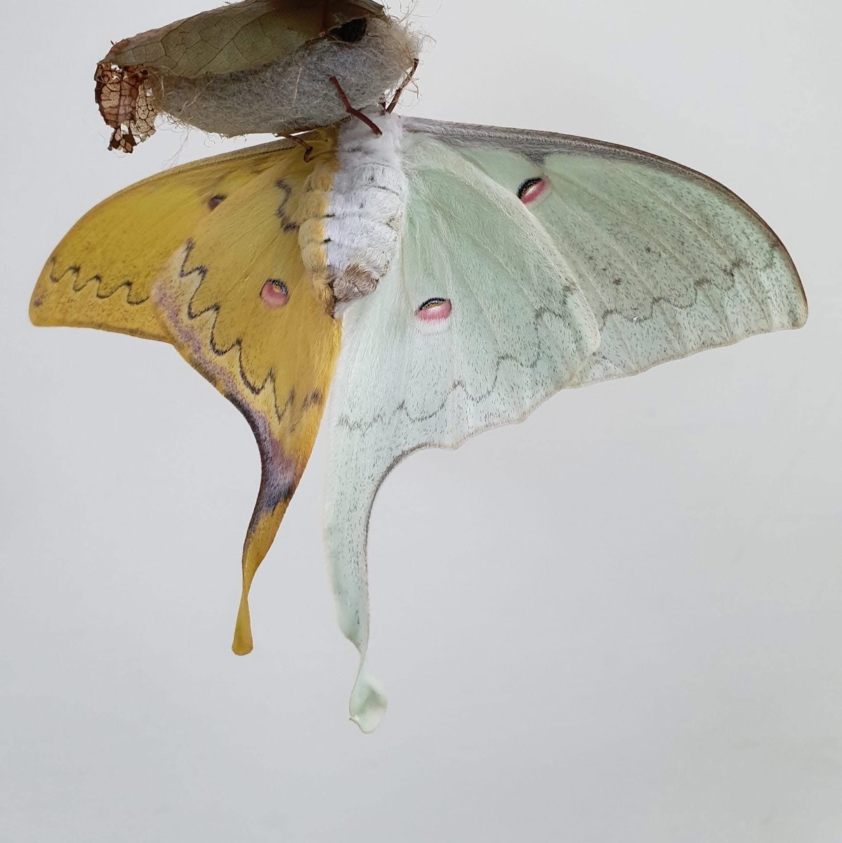 jbr_19892's tweet photo. Gynandromorph moth
Actias sinensis 
Cre : Hsin-Hsiung Chen https://t.co/YfVUKWV9QO