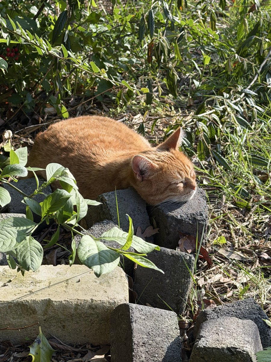 Kennelijk ligt dit lekker😅Dikke slaapkop!😻