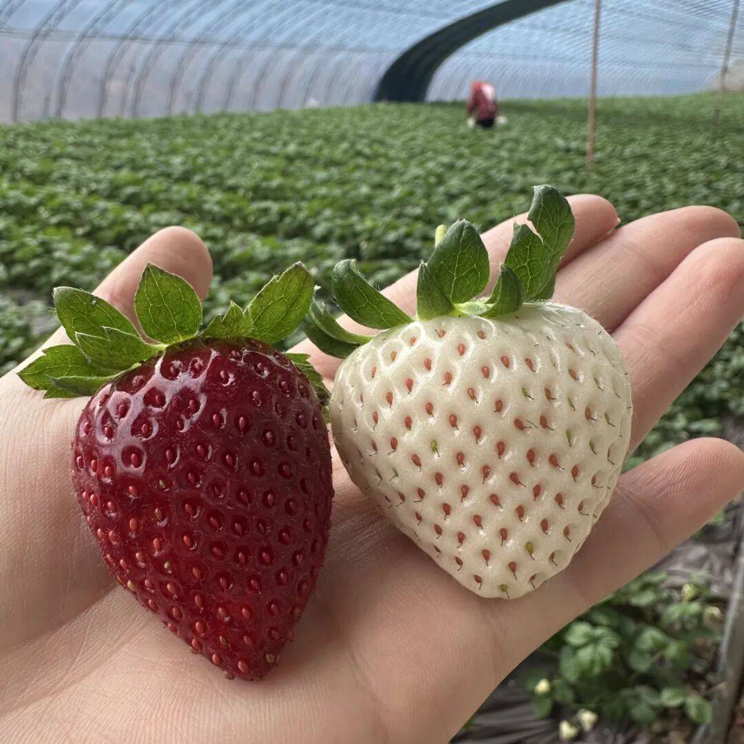 Christina Koch tweet media