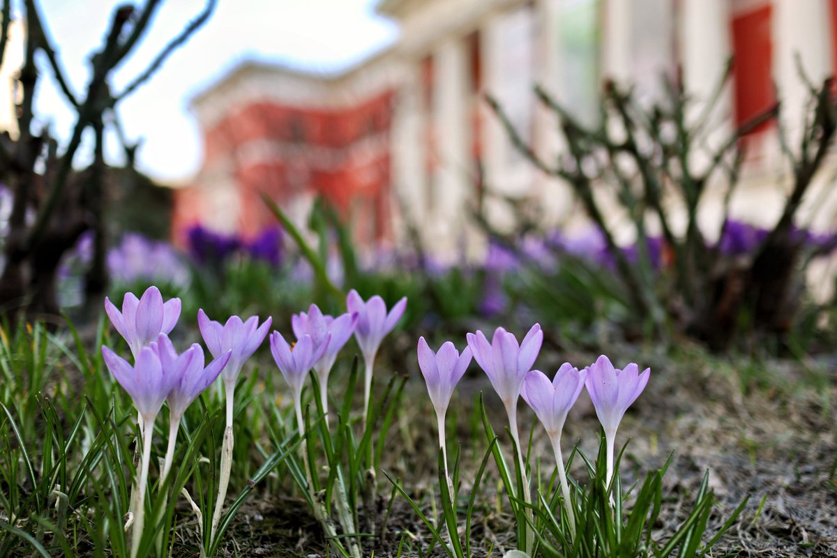 PEKHTography's tweet photo. Cold mud cracks.
Suddenly, purple spikes jailbreak the frozen lawn.
These tiny hackers just stole winterโs grumpiest keys,
igniting a violet riot. ๐ธโก
#SpringAwakening #CrocusWatch #PurpleRebellion #PetalFever https://t.co/52gFDknpjS