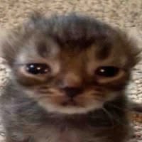 ૮₍ ˃ ⤙ ˂ ₎ა tweet media