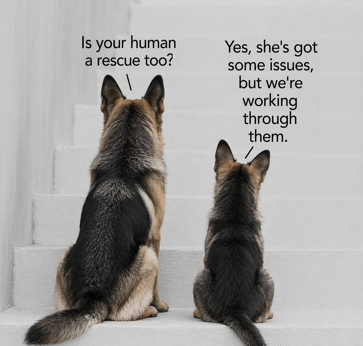 RPD Belle tweet media