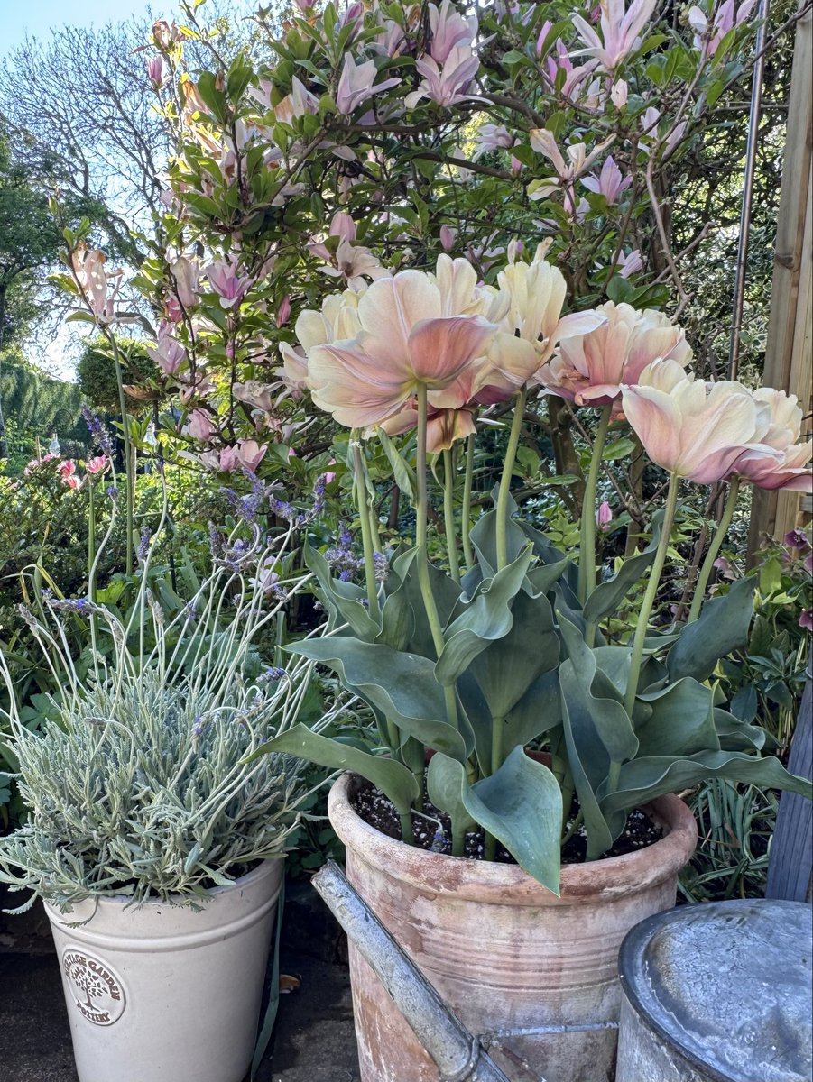 Anna Dowd Art, Pieces of Nature tweet media