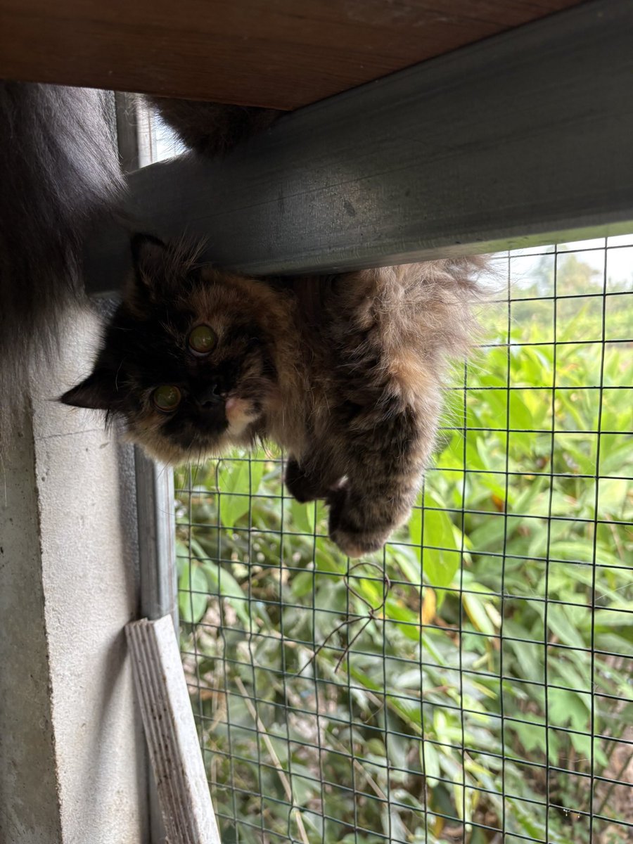 ౨ৎ⋆˚.⋆ สั่งของแอดไลน์ 🤍ྀི 🐈‍⬛ ྀི tweet media