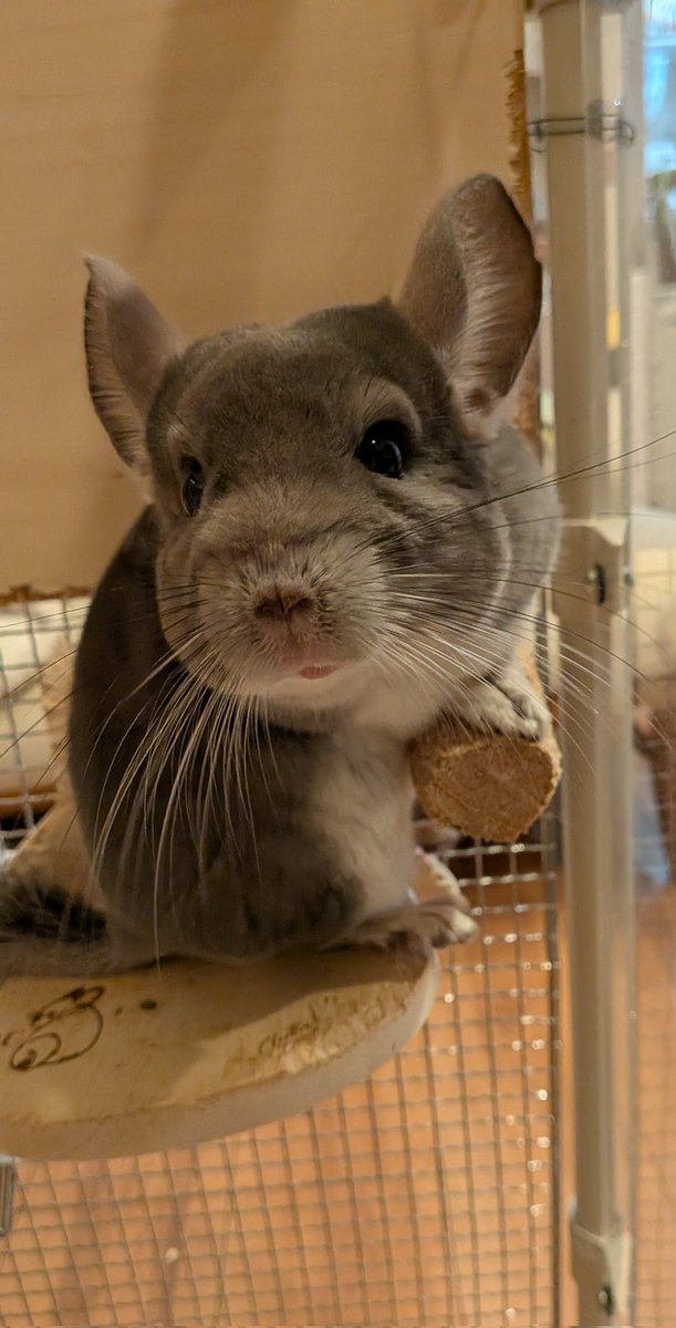 チンチラのふわちゃん tweet media