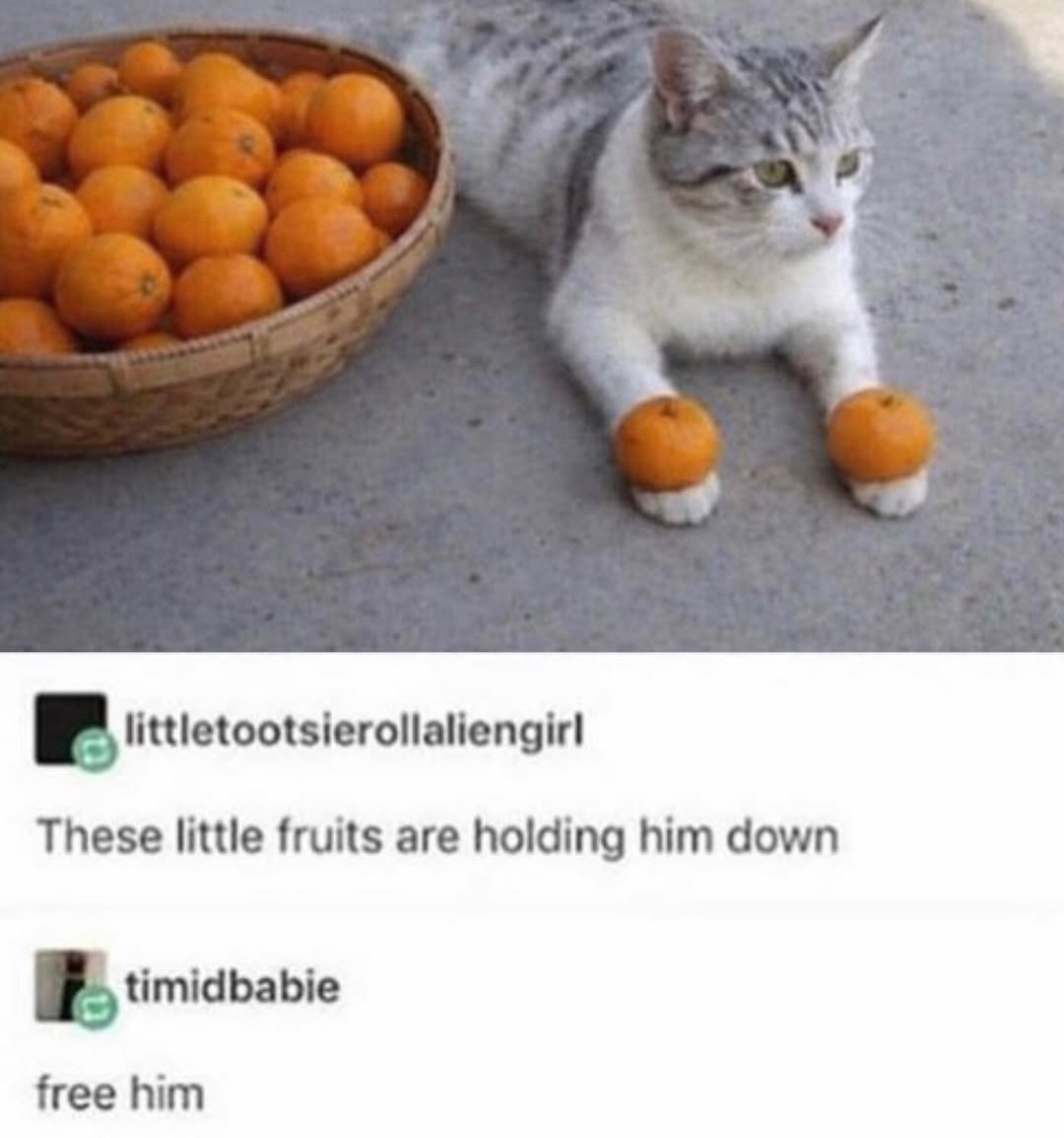 Catsillyness's tweet photo. Free him! https://t.co/M0Sni0dBMe