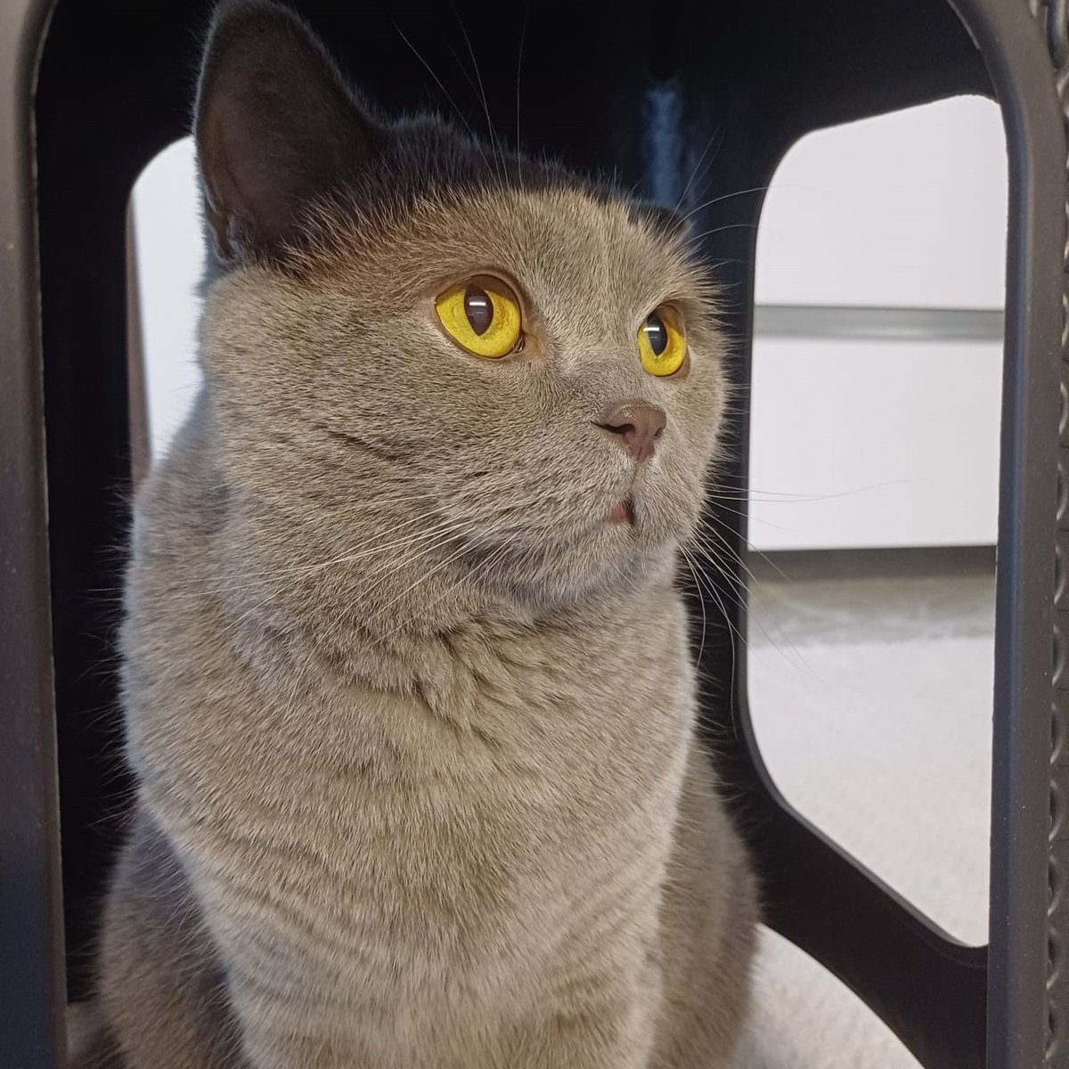 🔵 Samsun'da kedilerinin kuduz aşısı sonrası öldüğünü iddia eden aile, CİMER’e ve savcılığa şikayette bulundu:

"Kedimize yapılan aşı Hint aşısıymış. Bu aşıdan sonra kusmaya başladı. Ertesi gün kaybettik. 

Birçok ilde aynı aşı sonrası ölümlerin yaşandığına dair şikayetler var."