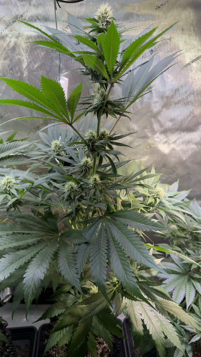 FRD490's tweet photo. #Weedend Update: Critical Orange Punch
🌱🌿💚🫶😊✌️😁
The plants have finally stopped her stretch.
Everything is lush and healthy.
The lights were set to 80% a week ago.
I’ll keep them at 80% until the end.
I’ve also finally stopped having fertilizer issues with this grow. I’d always used BioBizz, but it just kept causing problems. Now I’m using Combo Grow Organic for growth and flowering.
#FRDsGrow #CriticalOrangePunch #DutchPassion
