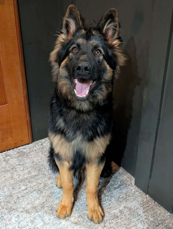K9Classifieds's tweet photo. Extremely stable young male with phenomenal temperament for work, sport or family. Gets along with everyone without being a pushover. Tons of potential and a great foundation. Take him any direction you choose. Only for sale because I lost the female he...https://t.co/5nSscDRP2Y https://t.co/3bavRVxApO