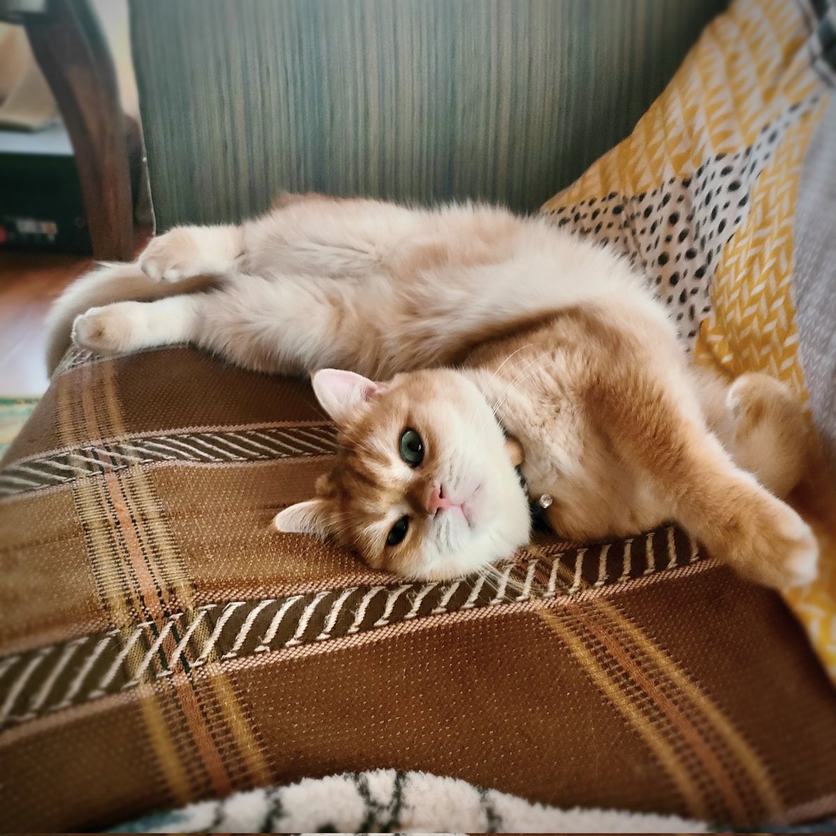 Paraccess tweet media