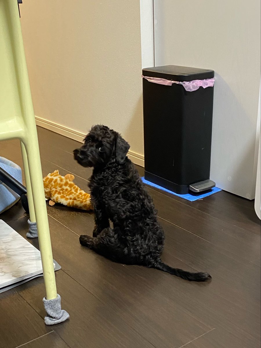 座り方かわいい🐶

父ちゃん待ち