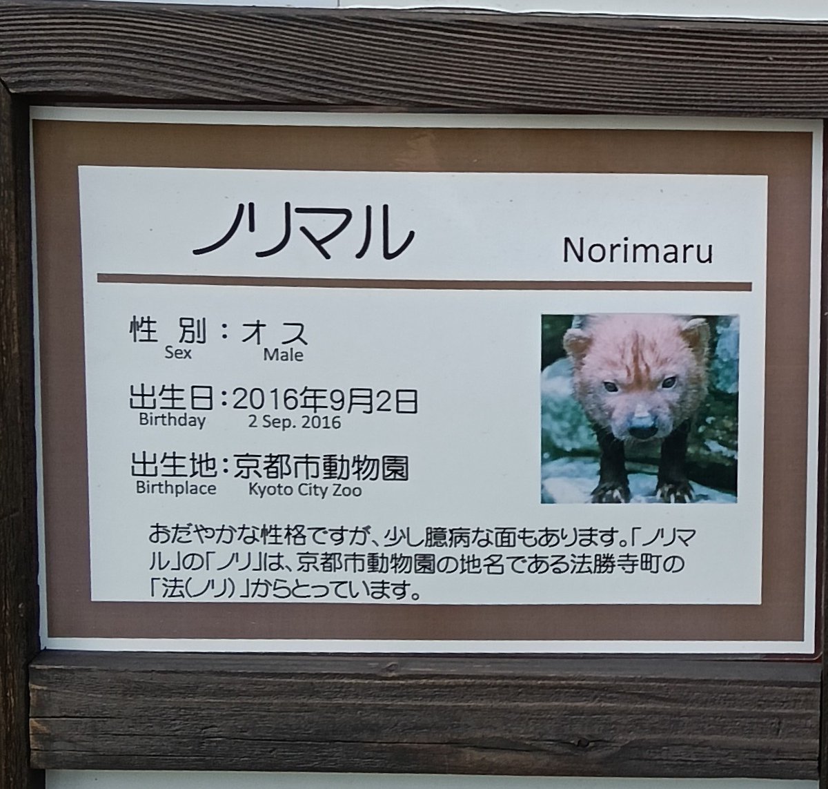 ノリマルくんに会えた🍀
京都暑かった〜
#ヤブイヌ　＃ノリマル
#京都市動物園