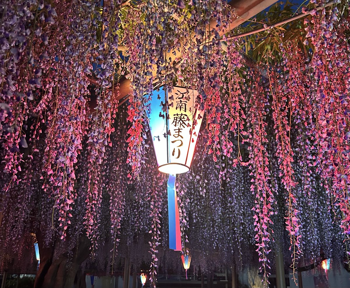 【中道】犬かい明佳🟦RICE🌾 tweet media