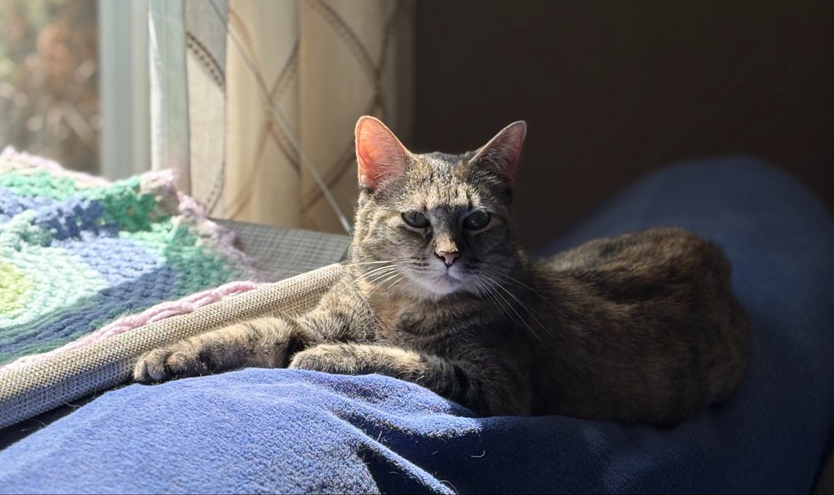 LucySkinnyjeans's tweet image. A nice sun puddle &amp;amp; comfy on the back of the sofa! We hope you have a fun filled #caturday 
#CatsOfX #CatsOfTwitter #TabbyTroop #SaturdayVibes