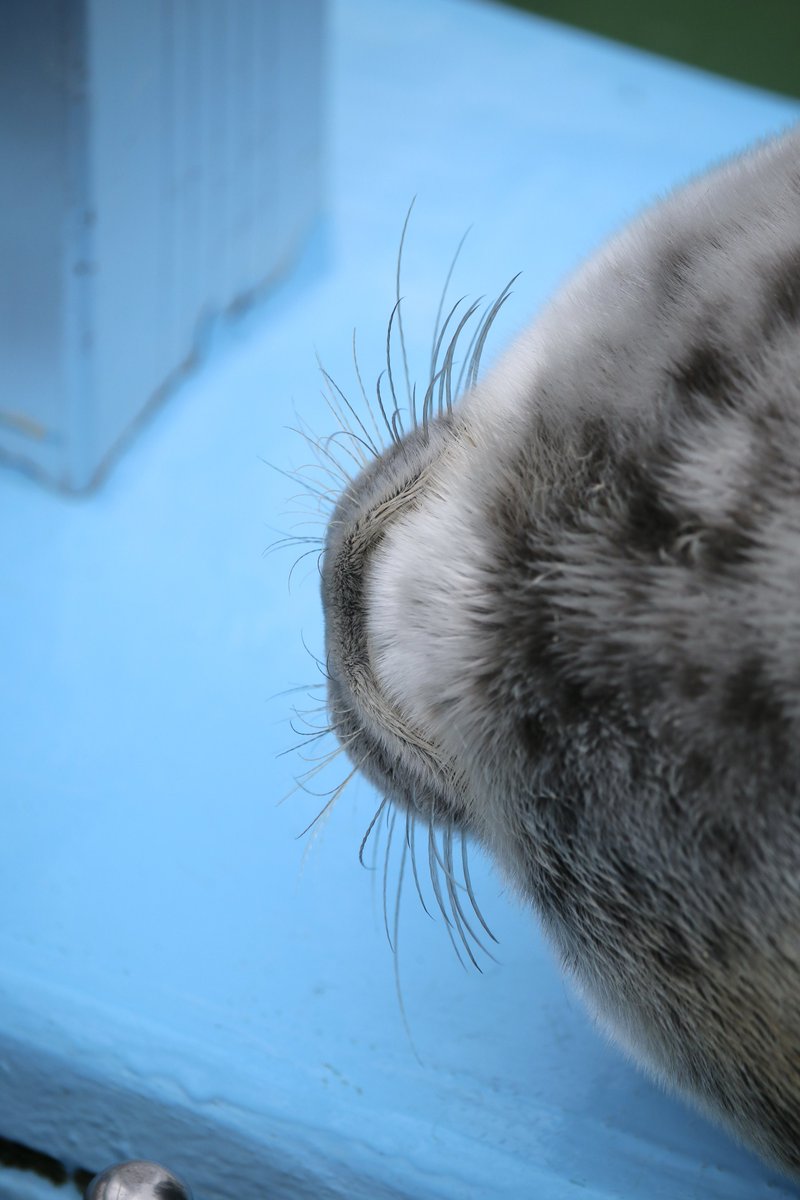 Seals (@dailyseals) / Posts / X