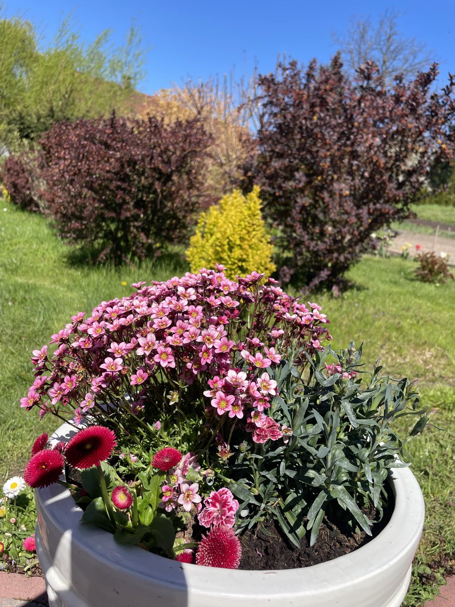 teodor_dziadek's tweet image. Ogród dziś czaruje kwiatami,kolorem,zapachem i dobrą energią. Stoi za tym ogrom naszej  ciężkiej pracy wykonanej  jesienią i na wiosnę ale było warto.Teraz można celebrować ten cudny czas🌷🌺🌸🌼🪻#mygarden #country #home #nature #silence #calm #happiness