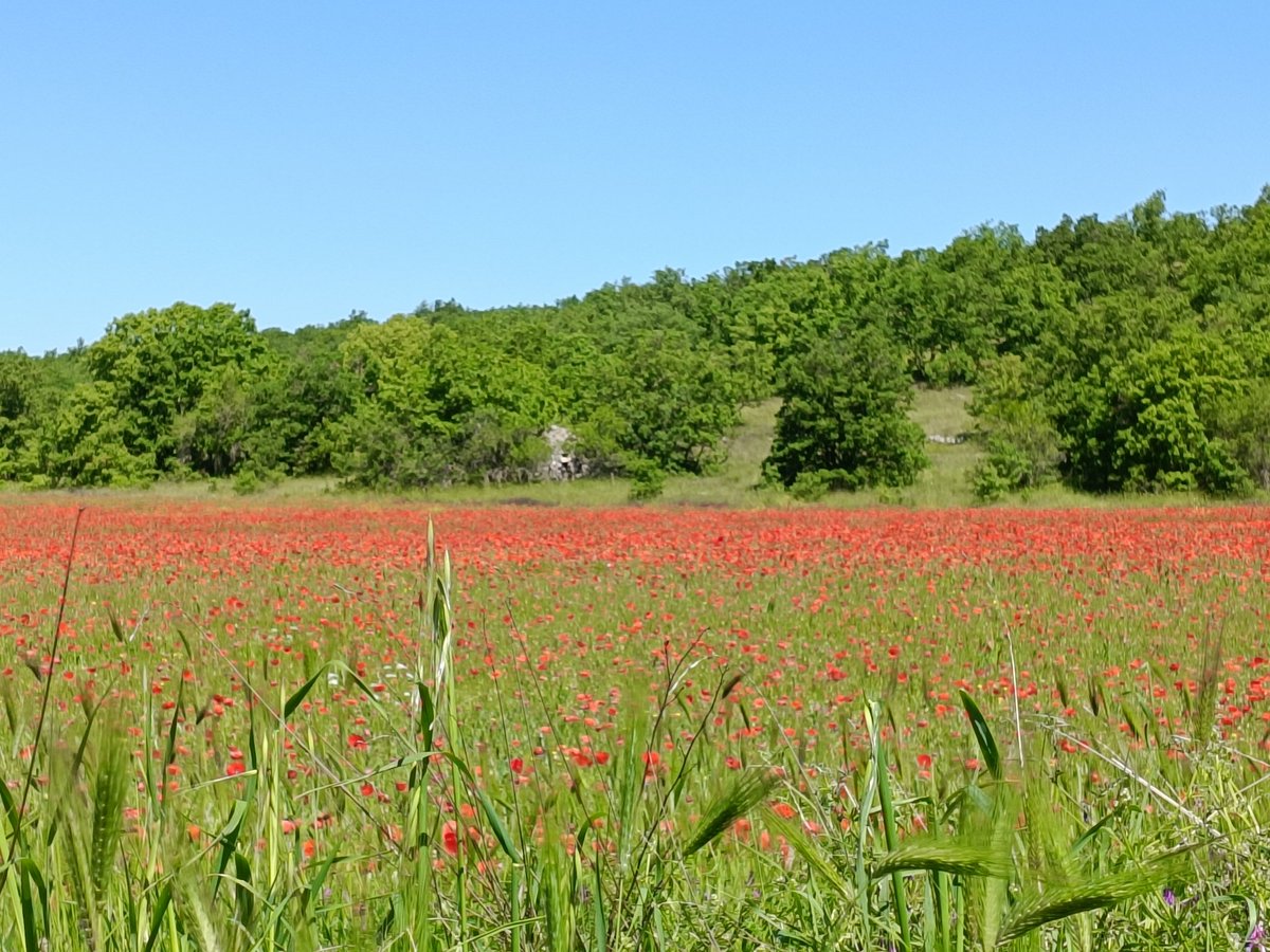 Aleal95's tweet photo. Buon 25 aprile! #festadellaliberazione https://t.co/ATxqQ2dSZu