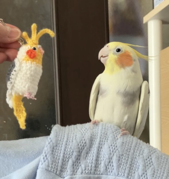 うちのオウム tweet media