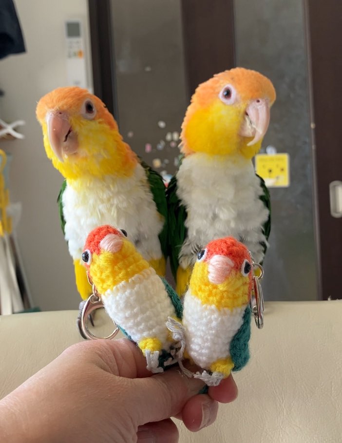 うちのオウム tweet media