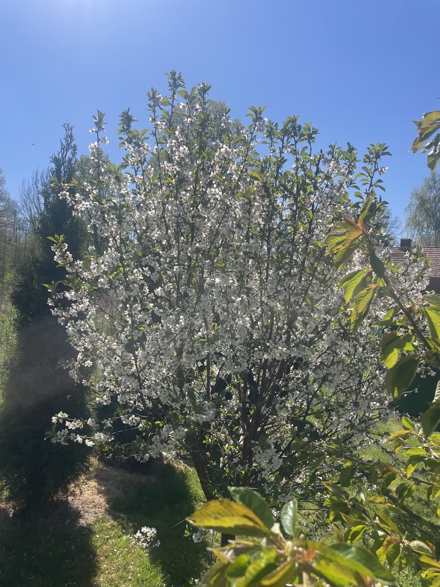 teodor_dziadek's tweet image. #mygarden #home #Poland #country #calm #silence🌺💙