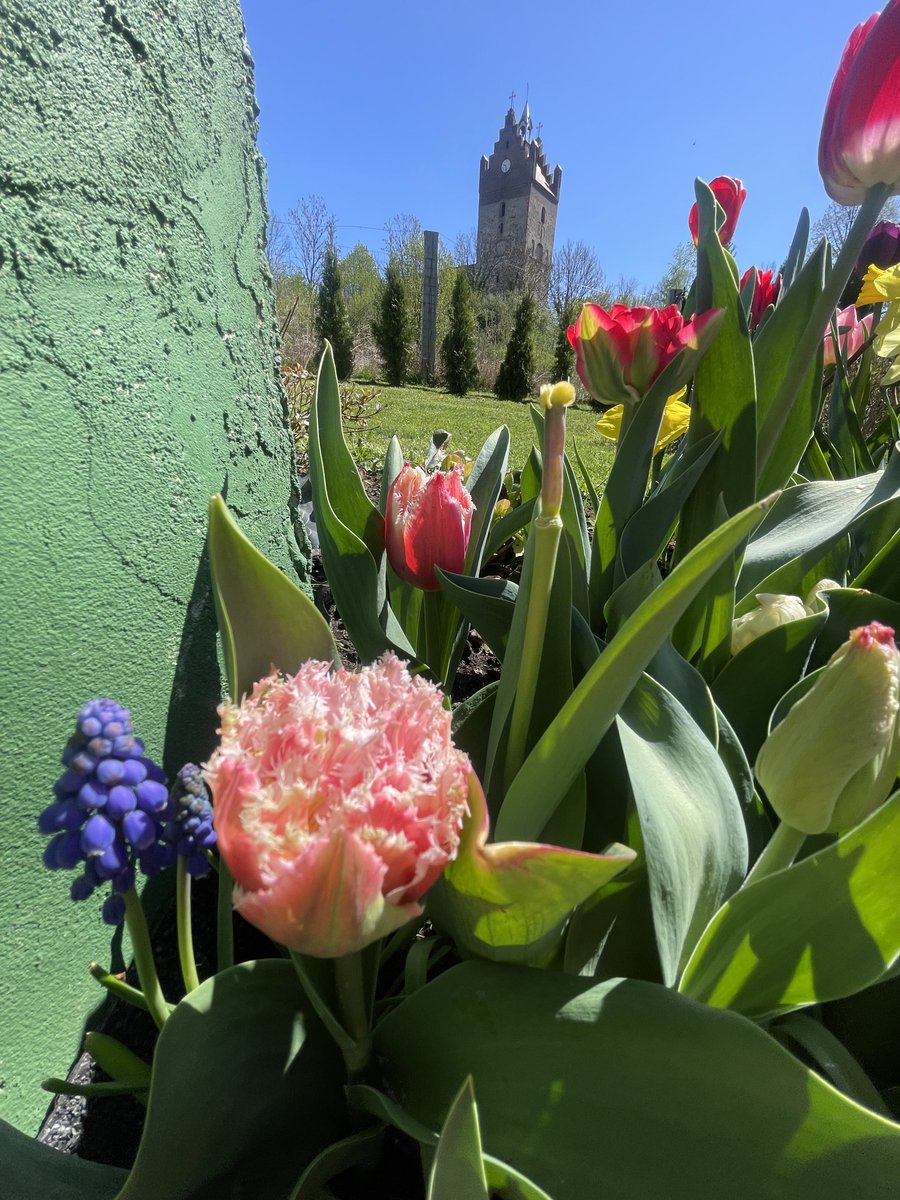 teodor_dziadek's tweet image. #mygarden #home #Poland #country #calm #silence🌺💙