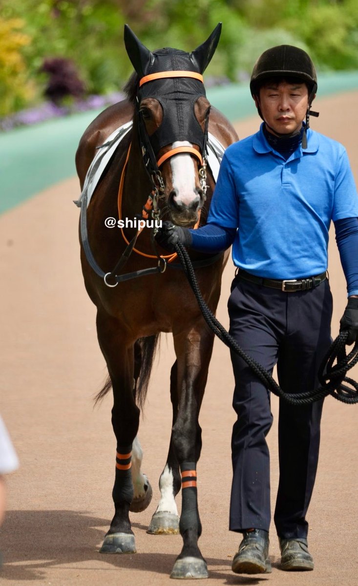 しっぷ-ˏˋ 🖤🐴 ˎˊ- tweet media