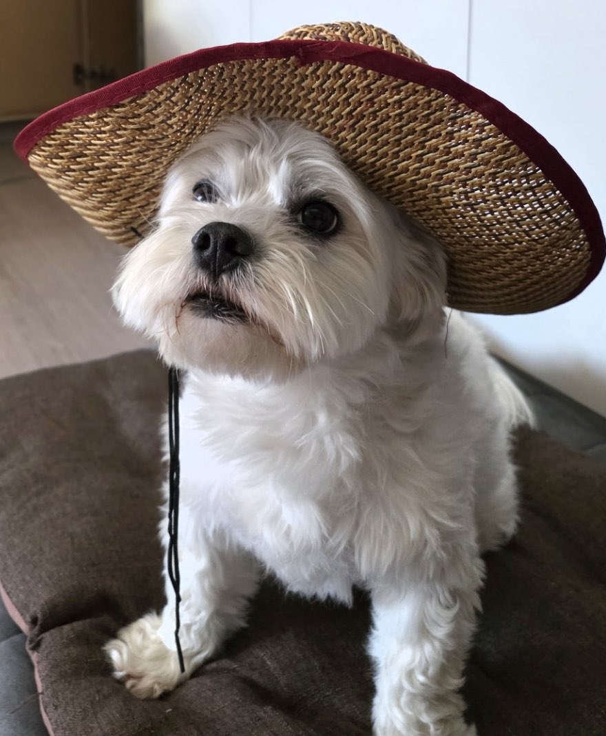 maxine 𓆩♡𓆪 tweet media