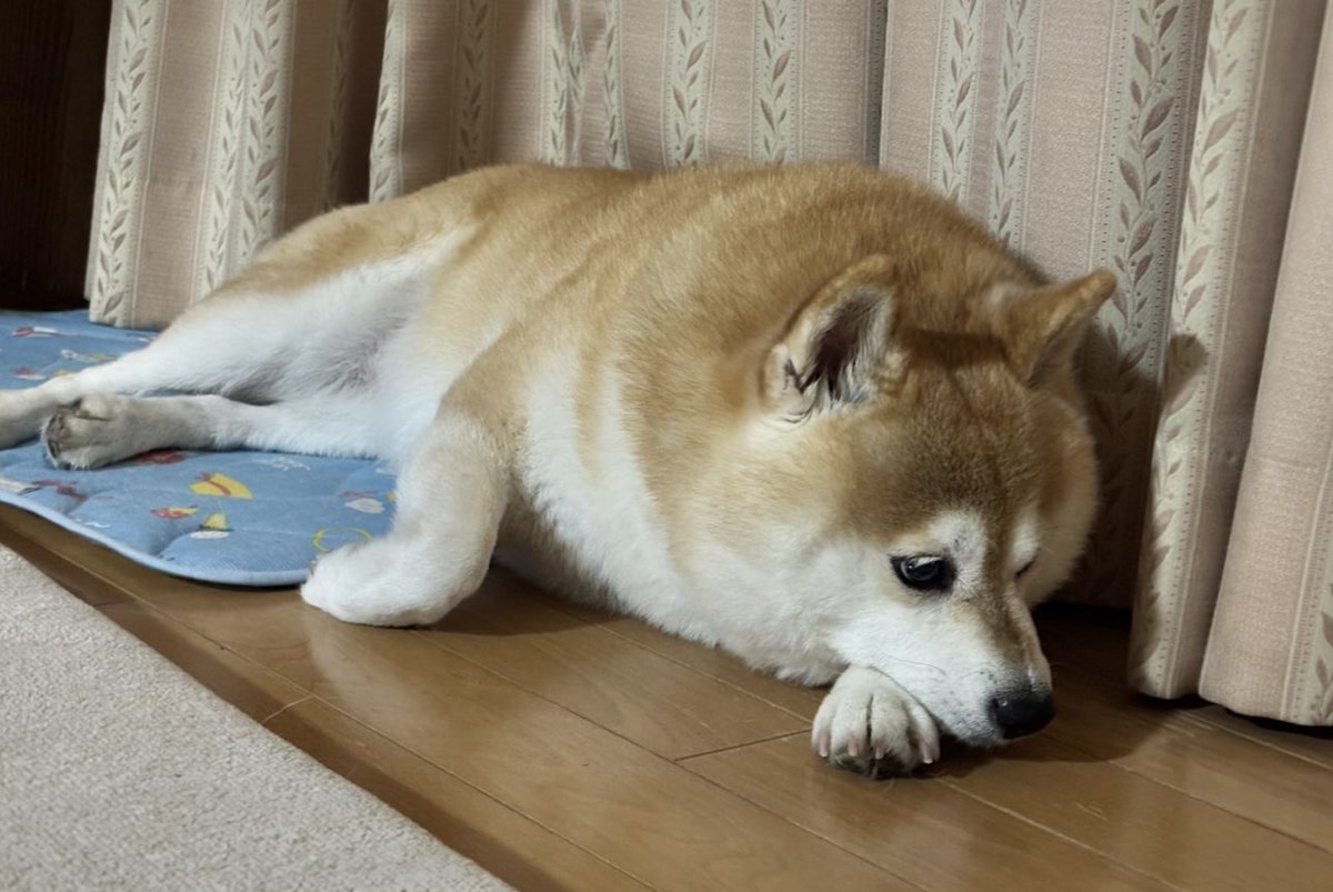 柴犬 ちいちゃん日記 tweet media