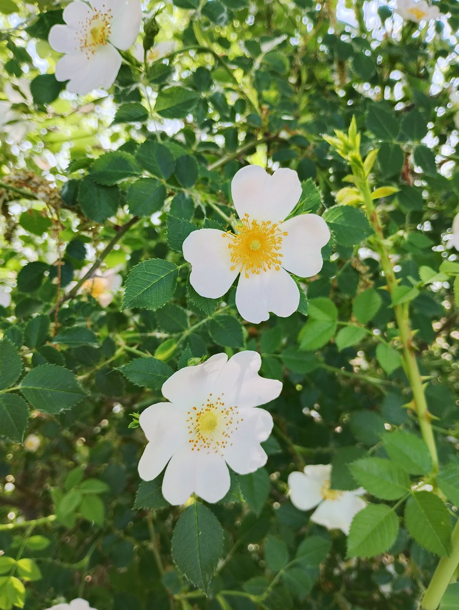 Ponentins tweet media