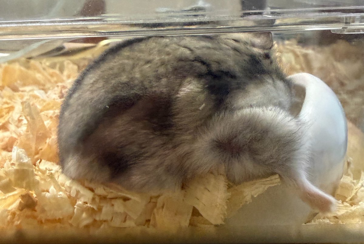 新しいハムスターお迎えしたんだけど、名前を「まめ」か「くろまめ」で迷って結局まめになった！！
今考えたらまめっちとくろまめっちやん
 #ハムスターのいる暮らし