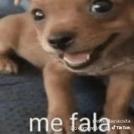 AlizaYa ౨ৎ|#loa🇨🇦 tweet media