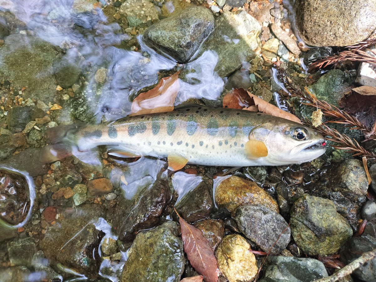 パーム tweet media