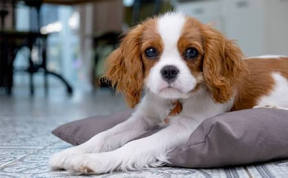 いせえび🦐 tweet media