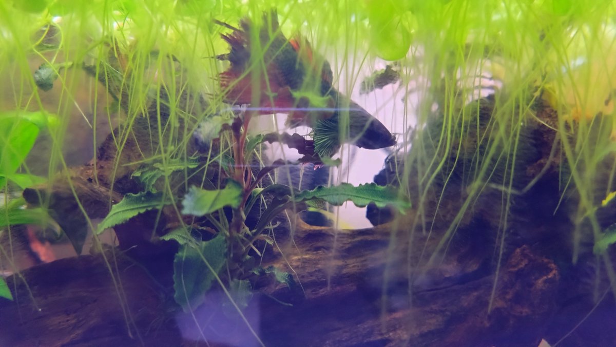 rezel3791's tweet photo. こっちに移してから調子上がってきた https://t.co/dsL4jsz5Cz