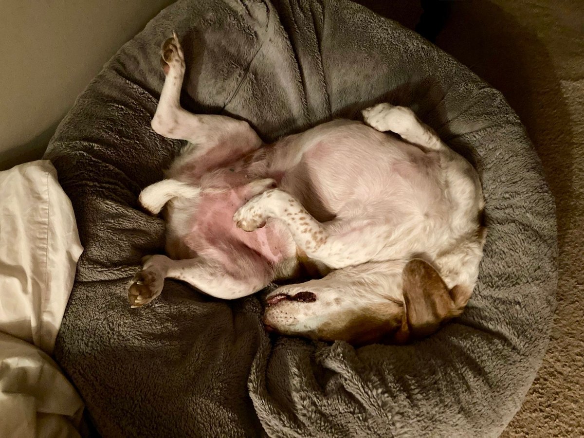 beaglefacts's tweet image. Evidence suggests that few humans are able to resist the pull of an upturned #beagle belly. #beaglefacts 

📷 @livewellian / Twitter