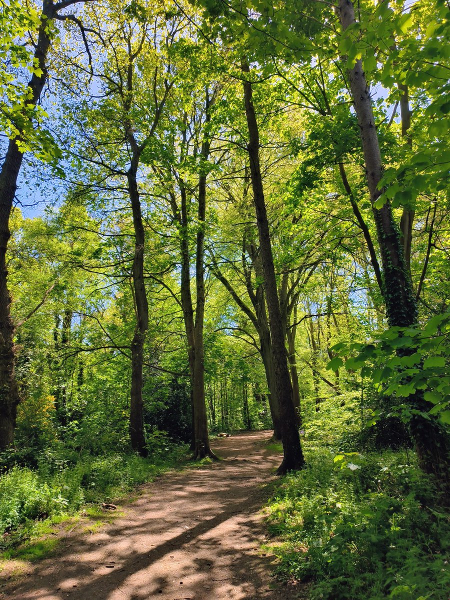 LadyGrace27's tweet image. Where the light filters in, so does the calm...🌿

#SaturdayVibes #walks #trails #trees #woodland 
#NatureScenery #calm