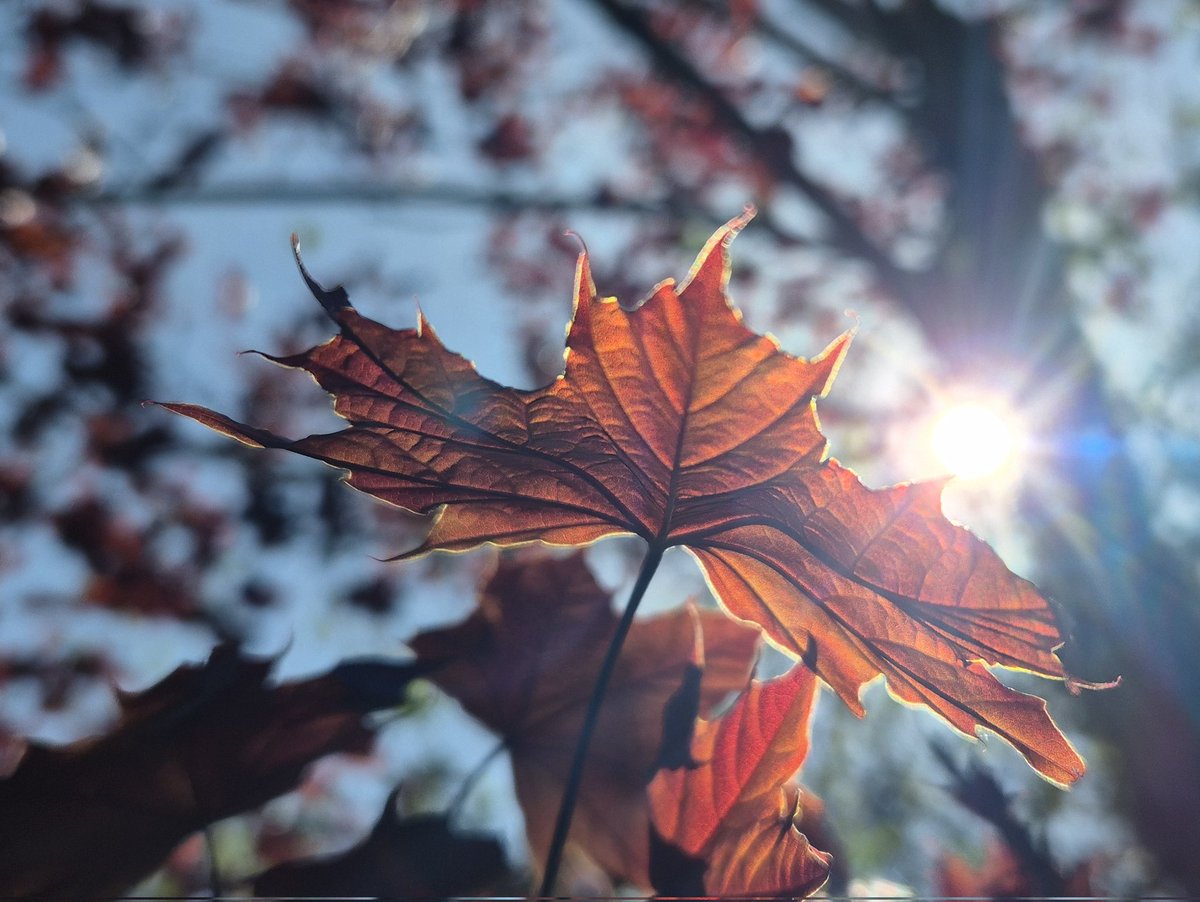Ozymandiasdust's tweet image. New growth... 🍁🍁🍁 #Devon